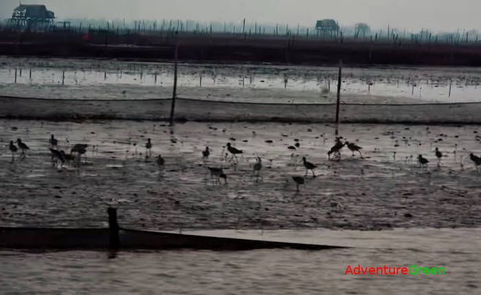 Birds at the Xuan Thuy National Park, Vietnam