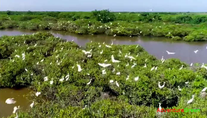 Birds at the Xuan Thuy National Park