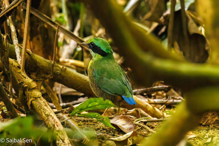 Bar-Bellied Pitta at Cuc Phuong National Park, Ninh Binh, Vietnam. Courtesy of Saibal Sen. Deep appreciation by AdventureGreen for allowing to use your spectacular photos.