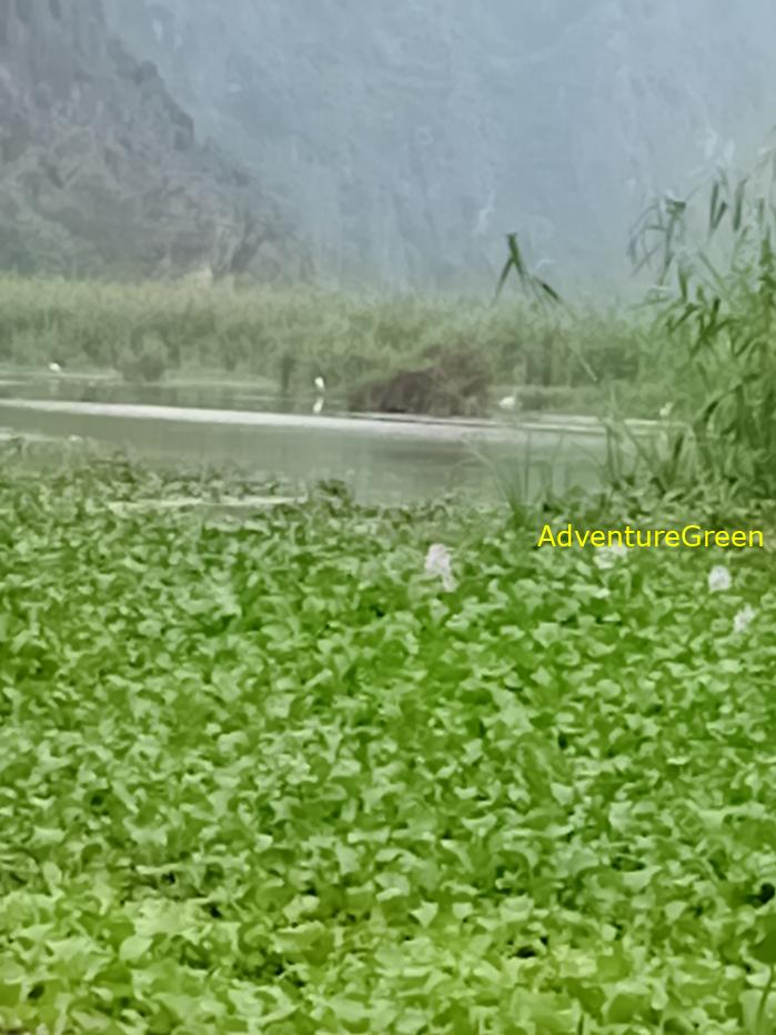 Bird watching at the Van Long Wetland Reserve in Ninh Binh, Vietnam