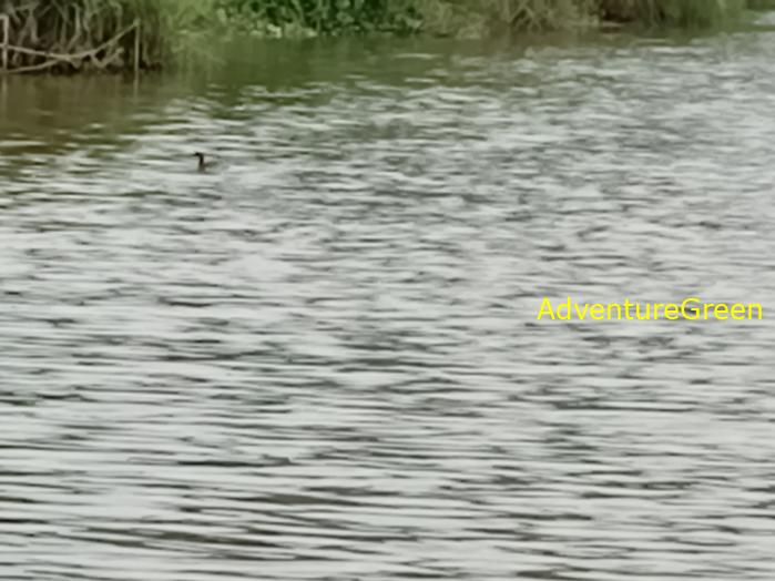 Bird watching at the Van Long Wetland Reserve in Ninh Binh, Vietnam