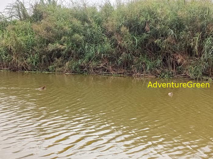 Bird watching at the Van Long Wetland Reserve in Ninh Binh, Vietnam