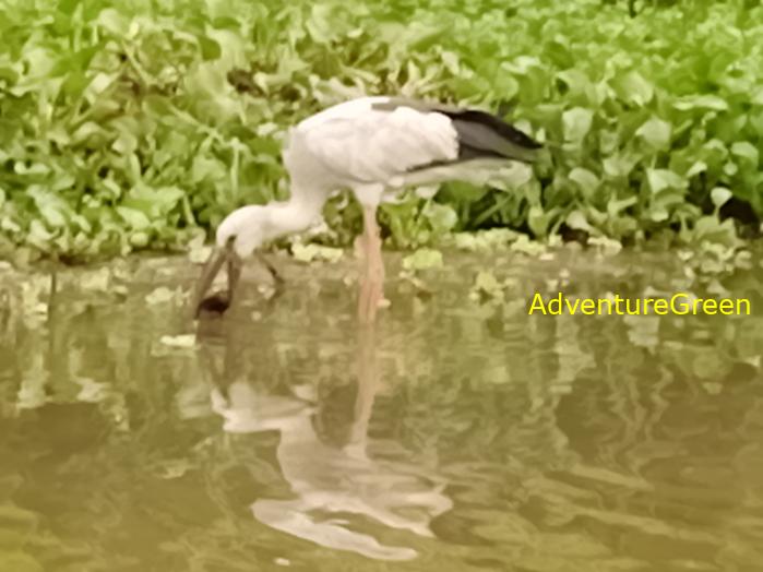 Bird watching at the Van Long Wetland Reserve in Ninh Binh, Vietnam