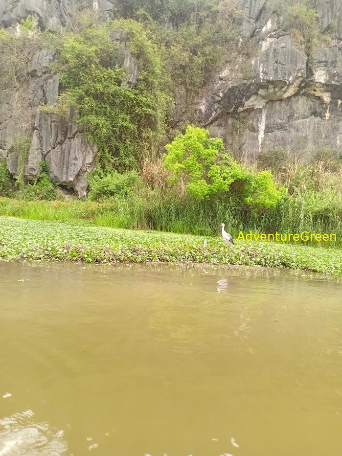 Bird watching at the Van Long Wetland Reserve in Ninh Binh, Vietnam