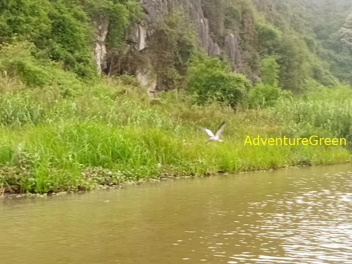 Bird watching at the Van Long Wetland Reserve in Ninh Binh, Vietnam