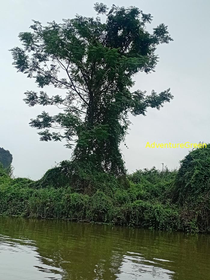 Bird watching at the Van Long Wetland Reserve in Ninh Binh, Vietnam