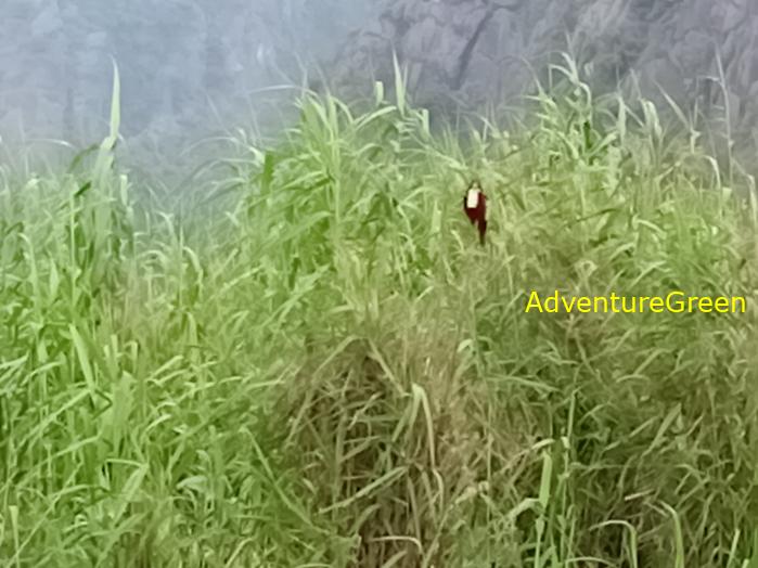 Bird watching at the Van Long Wetland Reserve in Ninh Binh, Vietnam