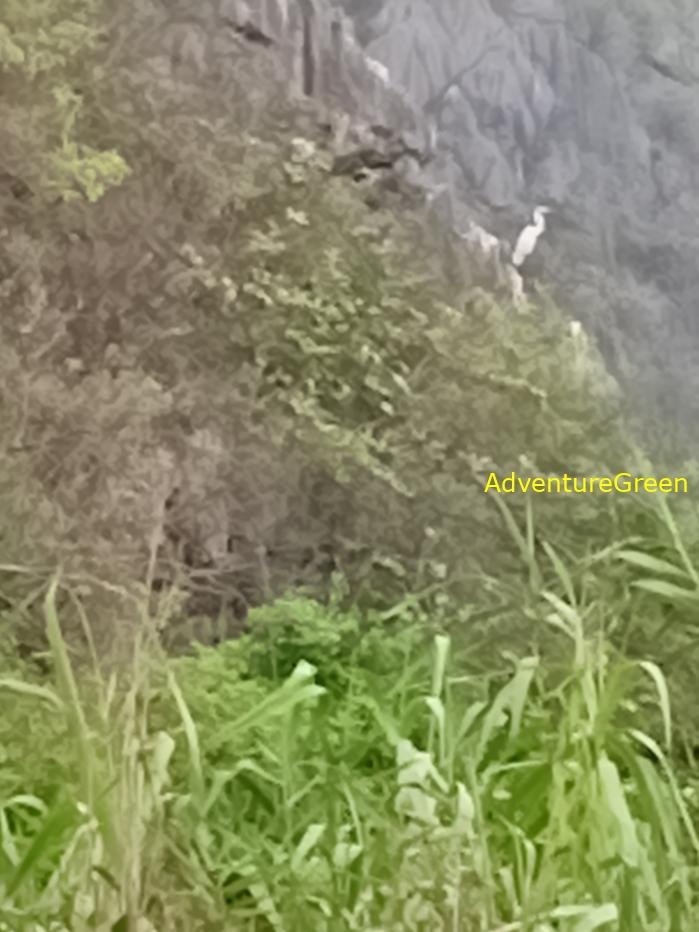 Bird watching at the Van Long Wetland Reserve in Ninh Binh, Vietnam