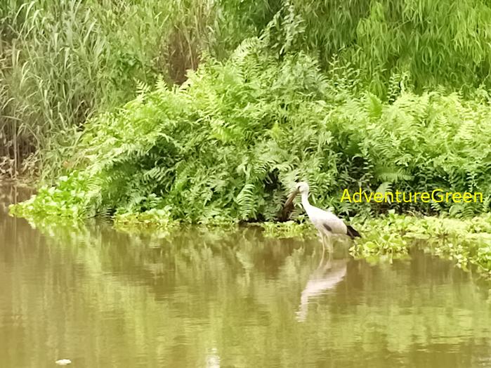 Bird watching at the Van Long Wetland Reserve in Ninh Binh, Vietnam