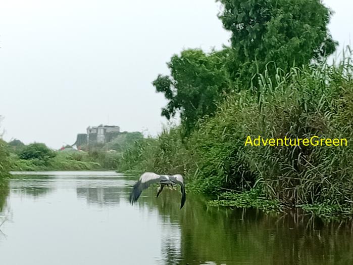 Bird watching at the Van Long Wetland Reserve in Ninh Binh, Vietnam