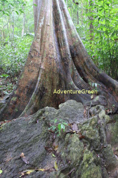 A timber tree on our trek today