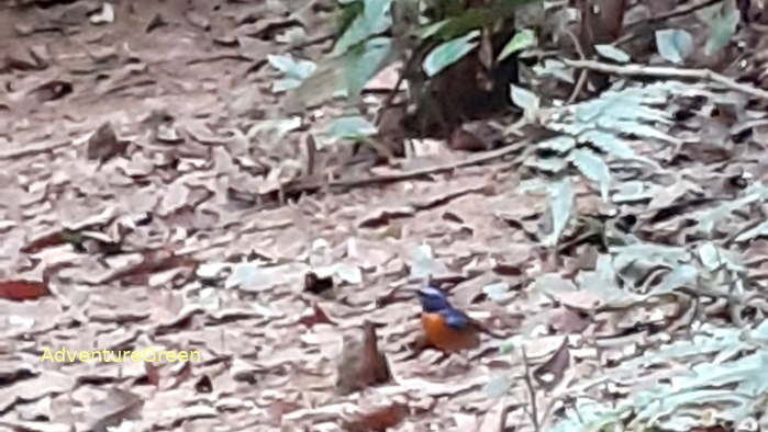 A male Fujian Niltava at Cuc Phuong National Park