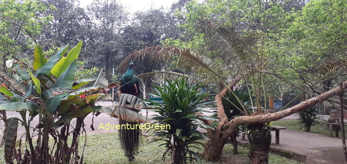 A male green peafowl at the Cuc Phuong National Park