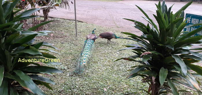 A pair of green peafowls at the Cuc Phuong National Park in Ninh Binh Province, northern Vietnam