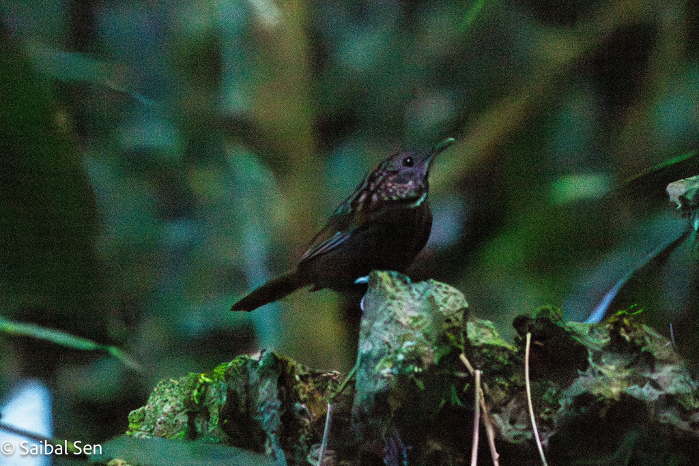 Annam Limestone Wren-Babbler at Cuc Phuong National Park in Ninh Binh, Vietnam.  Courtesy of Saibal Sen. Deep appreciation by AdventureGreen for allowing to use your spectacular photos.