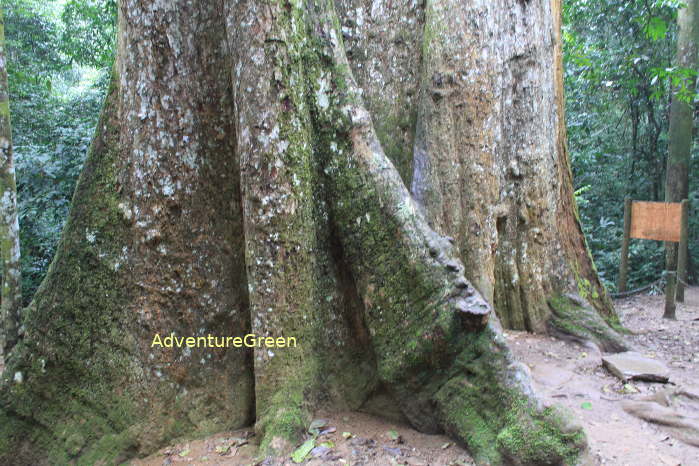 The one thousand years-old tree of Cho Chi (Dipteracarpacea Family) at the Cuc Phuong National Park