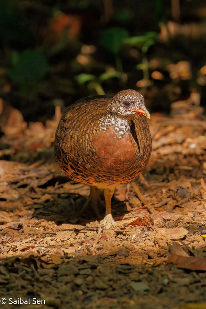 Tonkin Partridge (Scaly-breasted Partridge) at Cuc Phuong National Park. Courtesy of Saibal Sen. Deep appreciation by AdventureGreen for allowing to use your spectacular photos.