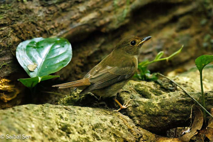 A White-tailed Robin at Cuc Phuong National Park. Courtesy of Saibal Sen. Deep appreciation by AdventureGreen for allowing to use your spectacular photos.