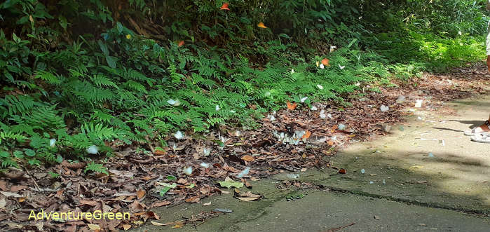 Butterflies at Cuc Phuong National Park