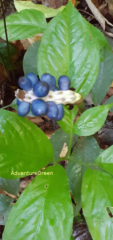 Flowers of a taro-family plant at the Cuc Phuong National Park