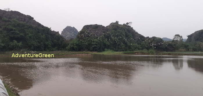 Flock of little egrets, cattle egrets, great egret, gray herons in Ninh Binh Vietnams