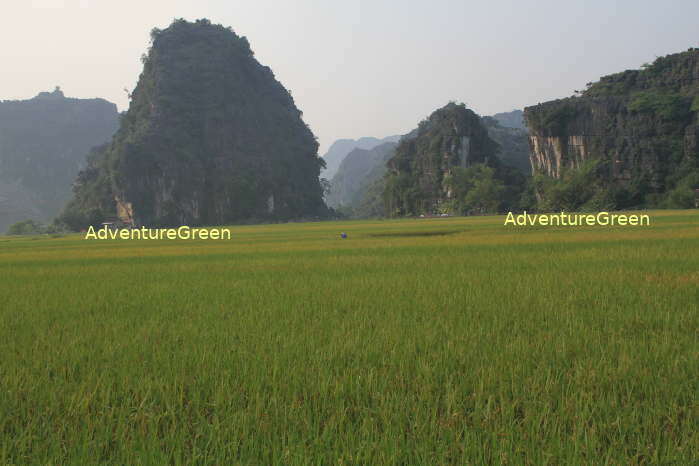 Idyllic rice fields at Tam Coc, Ninh Binh
