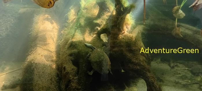 A flora and fauna tour of Cuc Phuong National Park, Ninh Binh, Vietnam