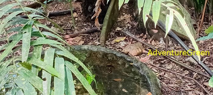 A flora and fauna tour of Cuc Phuong National Park, Ninh Binh, Vietnam