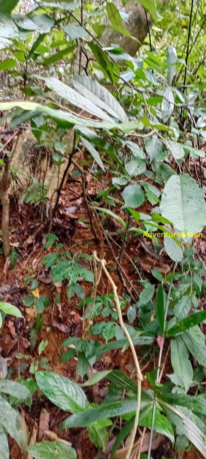 A flora and fauna tour of Cuc Phuong National Park, Ninh Binh, Vietnam