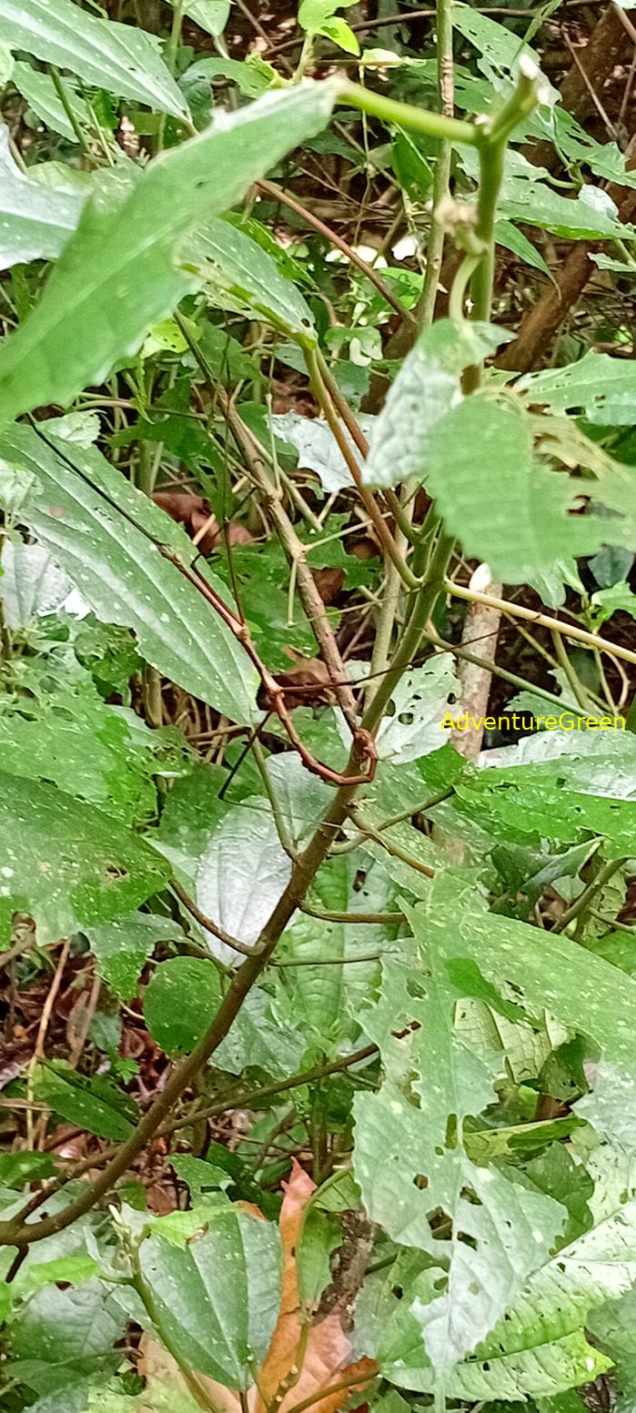 A flora and fauna tour of Cuc Phuong National Park, Ninh Binh, Vietnam