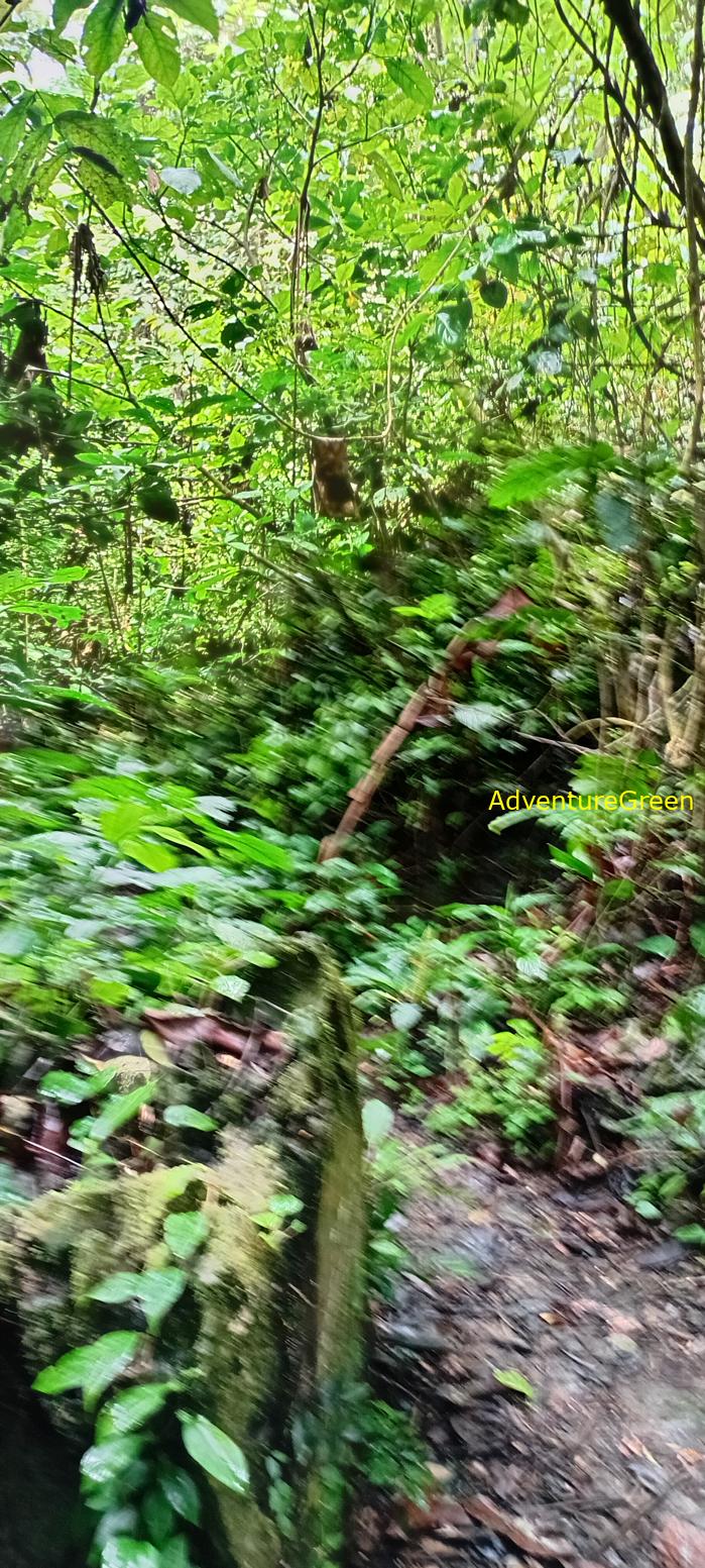 A flora and fauna tour of Cuc Phuong National Park, Ninh Binh, Vietnam
