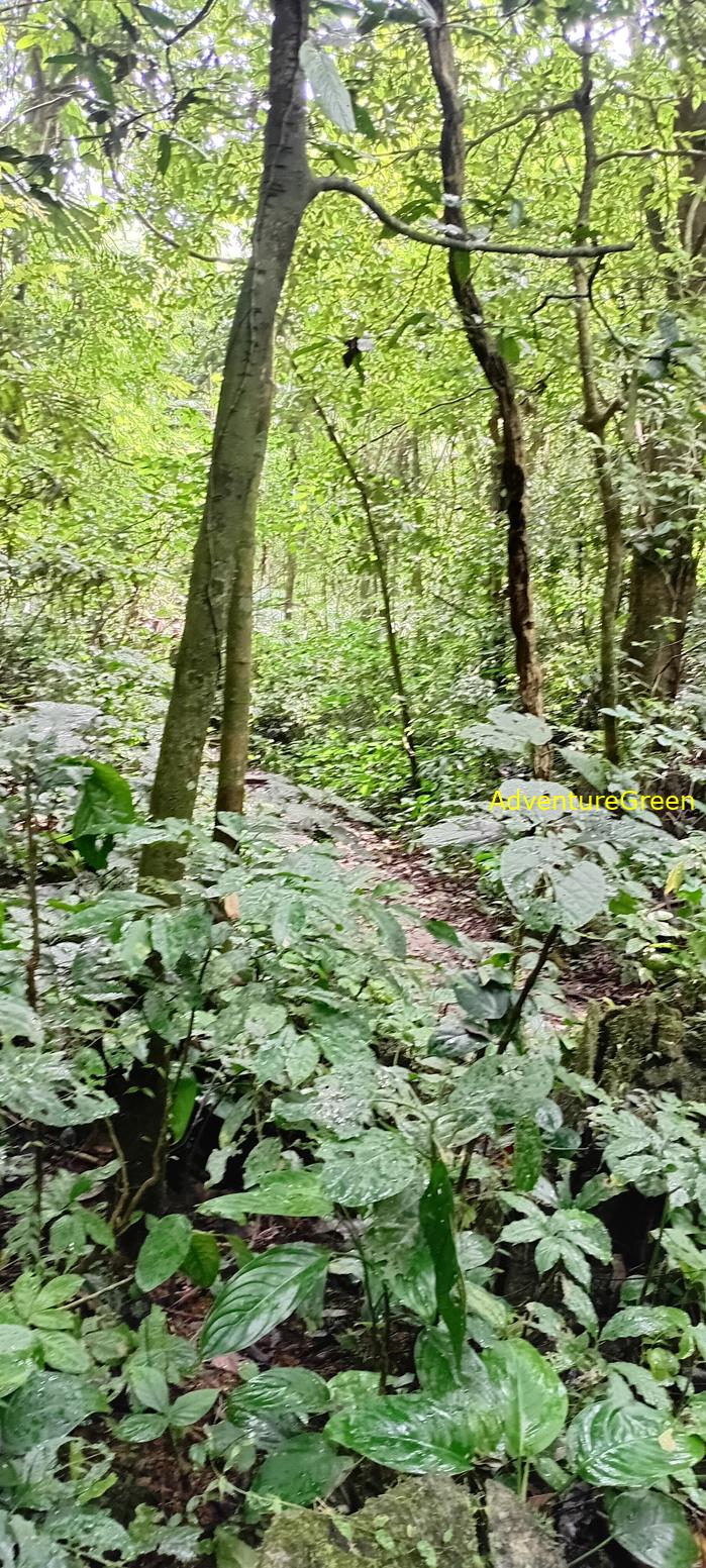A flora and fauna tour of Cuc Phuong National Park, Ninh Binh, Vietnam