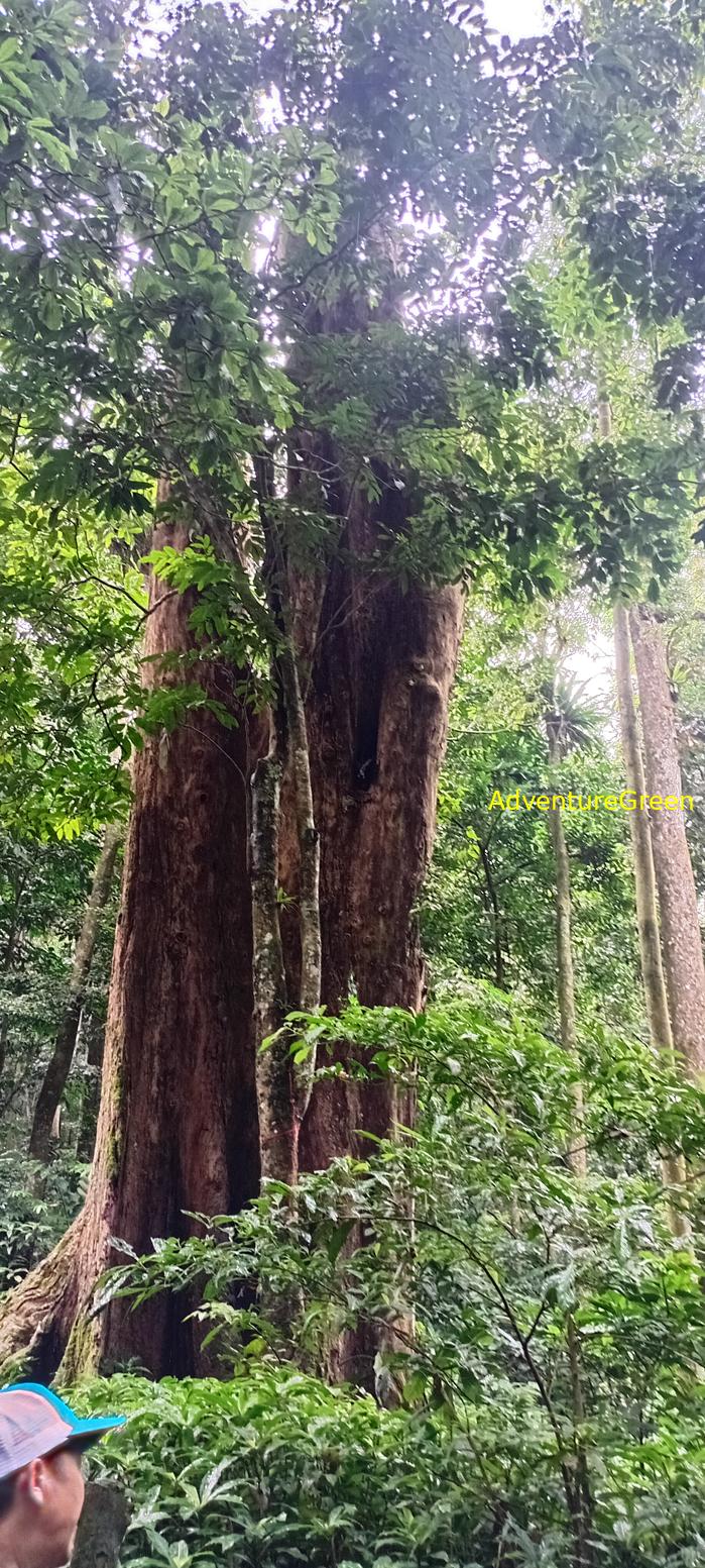 A flora and fauna tour of Cuc Phuong National Park, Ninh Binh, Vietnam