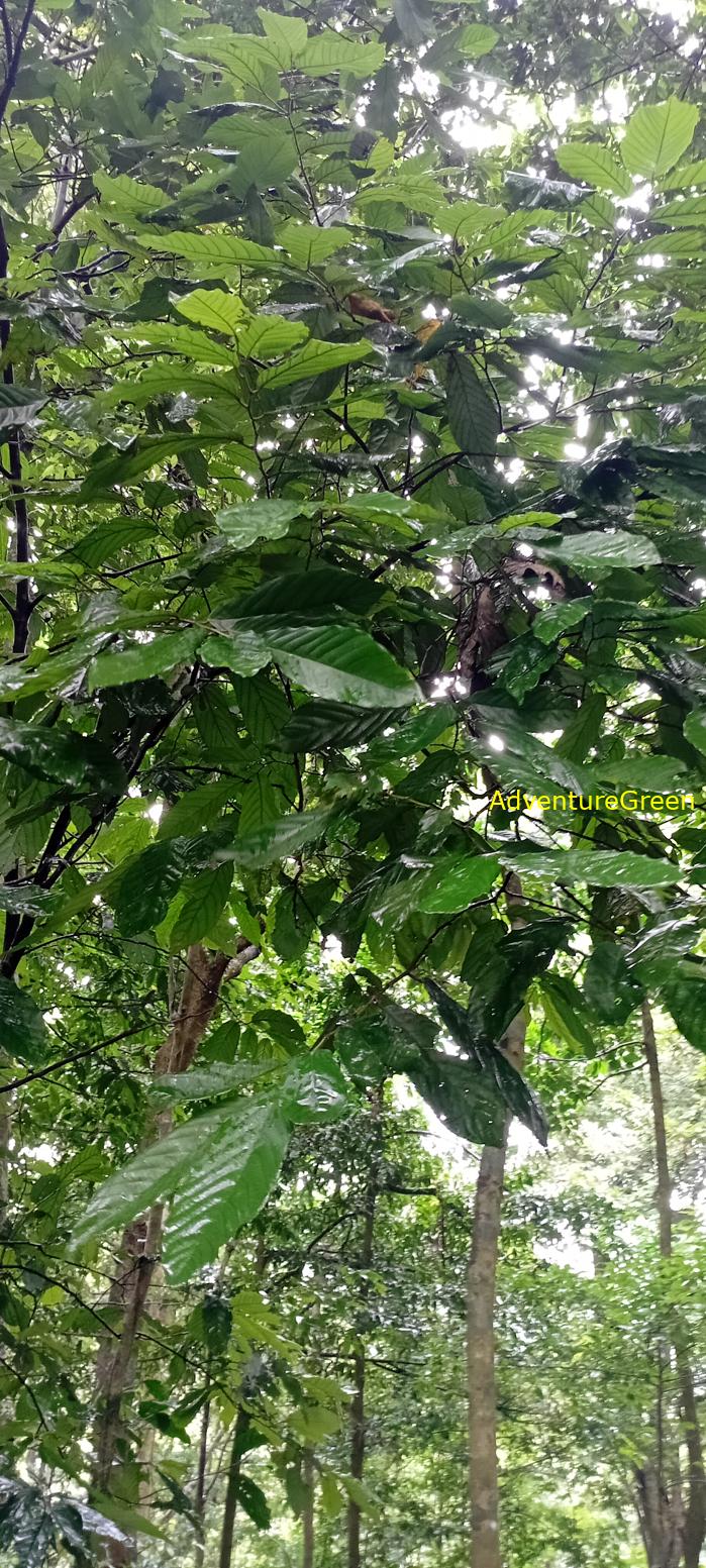 A flora and fauna tour of Cuc Phuong National Park, Ninh Binh, Vietnam