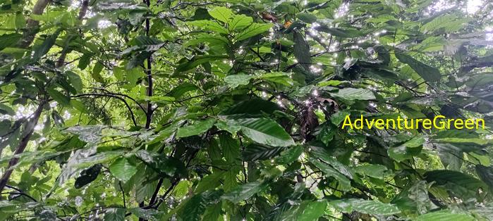 A flora and fauna tour of Cuc Phuong National Park, Ninh Binh, Vietnam