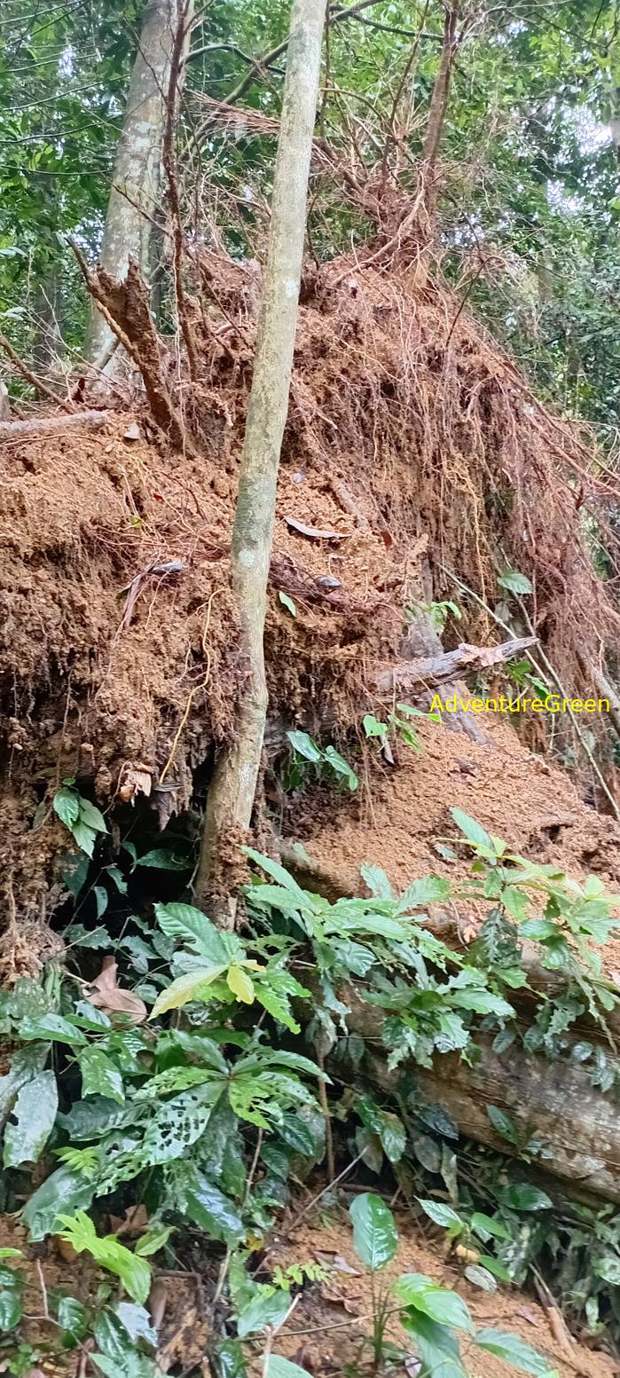 A flora and fauna tour of Cuc Phuong National Park, Ninh Binh, Vietnam