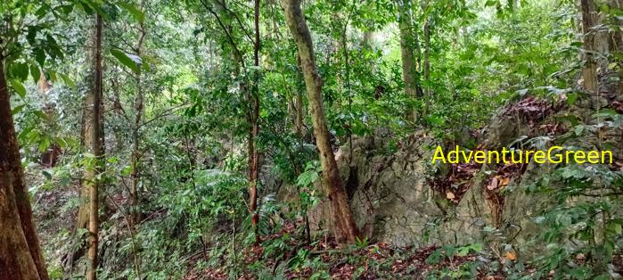 A flora and fauna tour of Cuc Phuong National Park, Ninh Binh, Vietnam