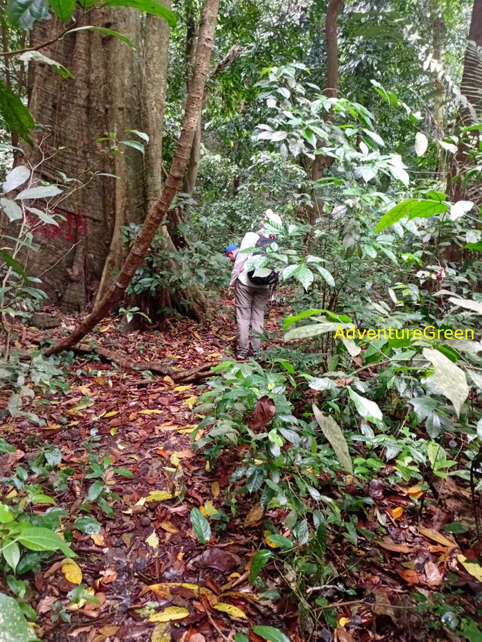 Trekking and hiking in Cuc Phuong National Park Vietnam