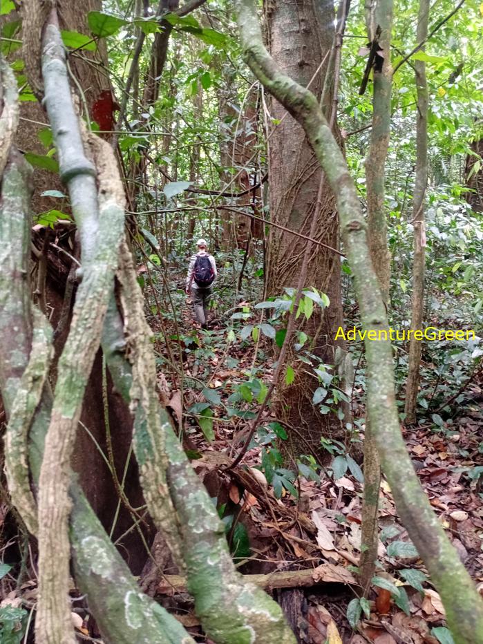 Trekking and hiking in Cuc Phuong National Park Vietnam