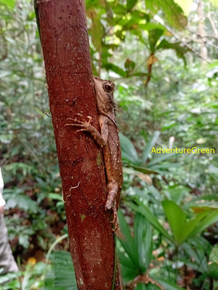 Trekking and hiking in Cuc Phuong National Park Vietnam