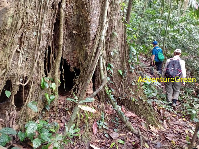 Trekking and hiking in Cuc Phuong National Park Vietnam