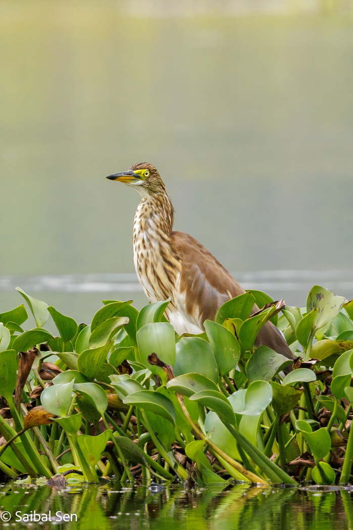 A Chinese pond heron on hyacint at Van Long Wetland Nature Reserve. Courtesy of Saibal Sen. Deep appreciation by AdventureGreen for allowing to use your spectacular photos.