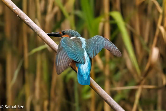 A common kingfisher perched on a branch at Van Long Wetland Nature Reserve. Courtesy of Saibal Sen. Deep appreciation by AdventureGreen for allowing to use your spectacular photos.