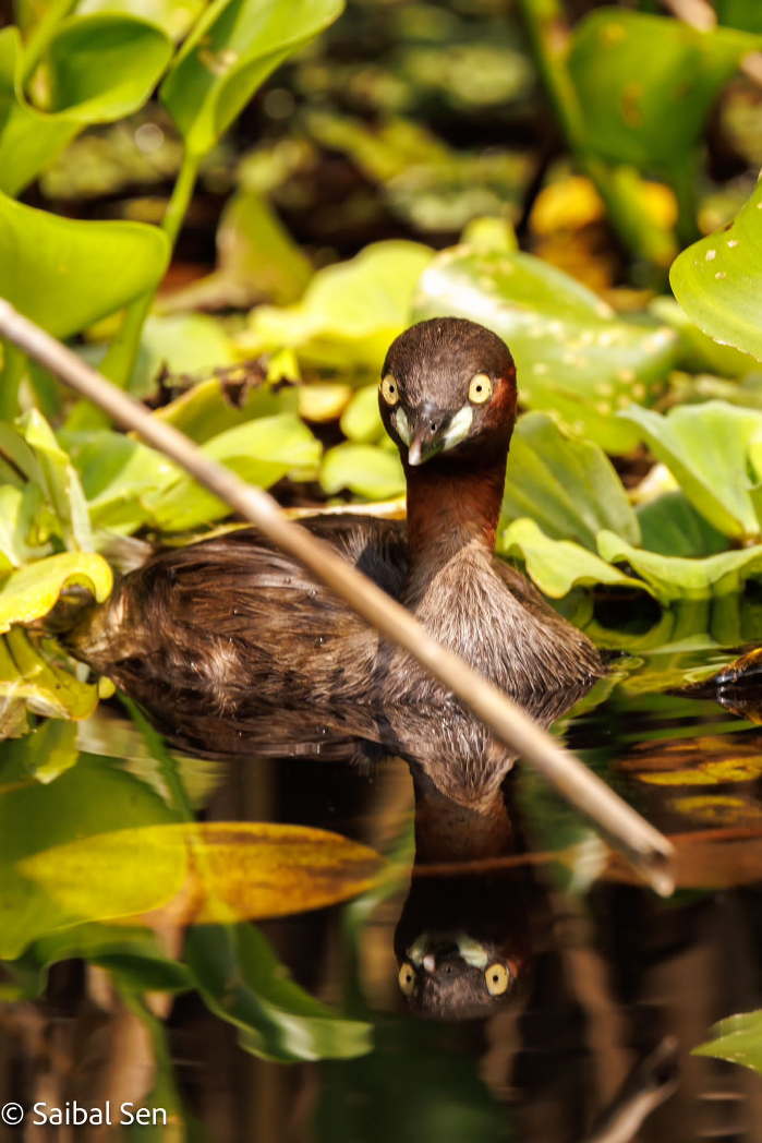 A little grebe amid hyacinth at Van Long Wetland Nature Reserve in Ninh Binh Vietnam. Courtesy of Saibal Sen. Deep appreciation by AdventureGreen for allowing to use your spectacular photos.