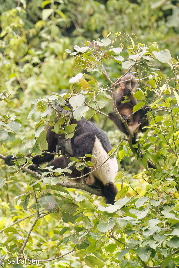 White-Shanked Langurs at Van Long Wetland Nature Reserve in Ninh Binh, Vietnam