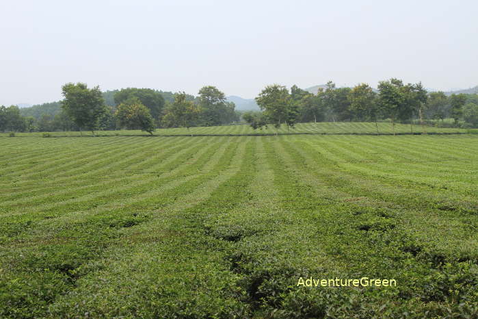 Lush tea plantations at Thanh Son, Phu Tho Province