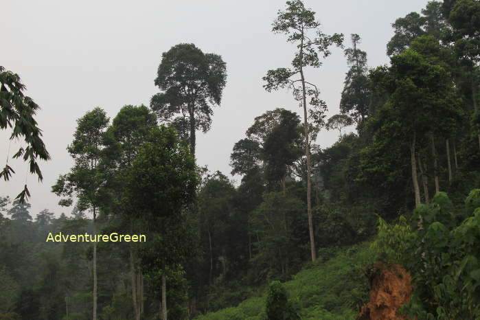 Forest at the Xuan Son National Park