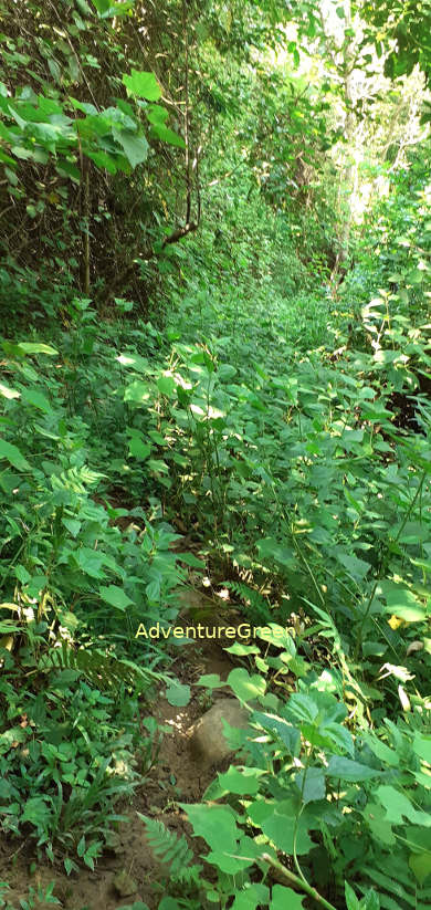 Part of the trekking path which is hidden by dense undergrowth at Pu Luong Nature Reserve