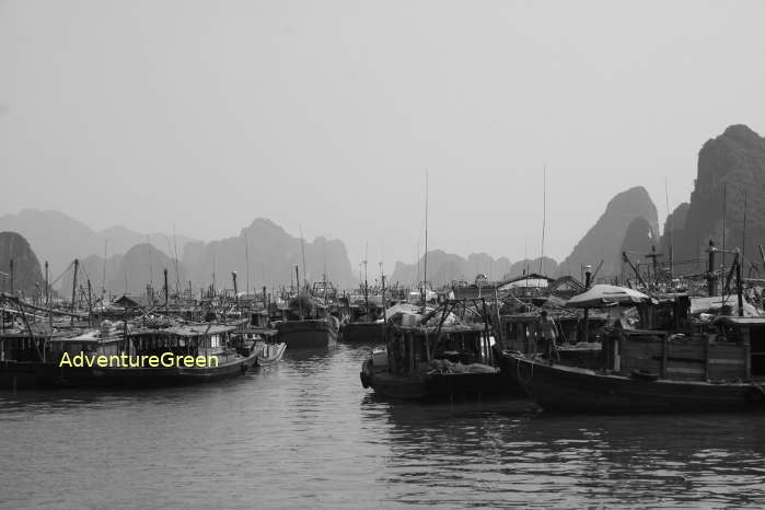 Boats on the Bai Tu Long Bay, Quang Ninh Province