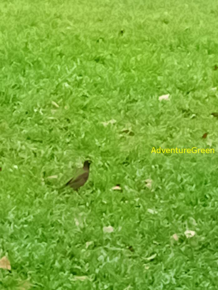 Best bird watching tours in southern Vietnam